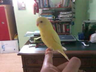 Luty